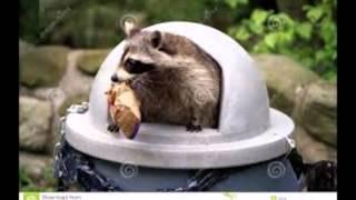 Dayton Raccoon Removal, Dayton Raccoon Control,