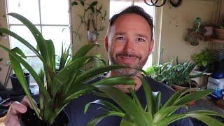 Bromeliad Care and Propagation - Guzmania