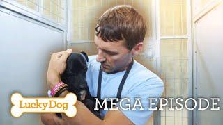 Tiny Paws with Big Hearts: Heartwarming Rescue Stories | Lucky Dog Mega Episode