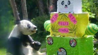 Xin Xin, among world's oldest giant pandas, celebrates 33rd birthday in Mexico