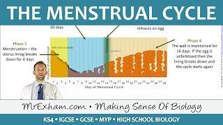 The Menstrual Cycle - GCSE Biology (9-1)