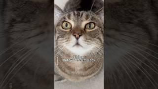 Rock your body🫵🫨 #shorts #cat #funny
