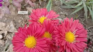 रंग बिरंगी गुलदाउदी |chrysanthemum flowers|Colors Of Chrysanthemum#ytvideo #tranding 