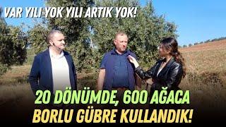 20 Dönümde, 600 Ağaca Borlu Gübre Kullandık! / Var Yılı Yok Yılı Artık Yok!