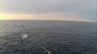 Shore Jigging Montenegro-Jumping Tuna, Dolphin, Three Albacores and UFOS!!!