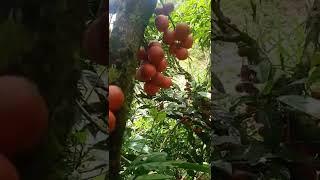 quả gì đây mn