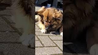 Dog VS Fly