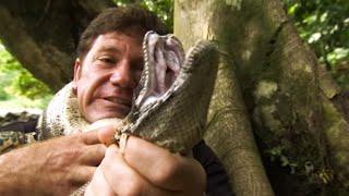 Strangled by a Boa Constrictor | Deadly 60 | Series 2 | BBC Earth