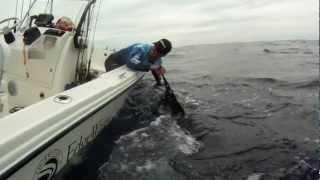 Blue Marlin on Spin Gear