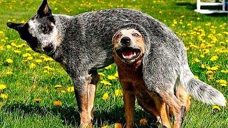 Best Funny Animal Videos 2024 - Funniest Dogs And Cats Videos 