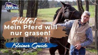 Pferdeerziehung: Am Grasen hindern | Bernd Hackl Horsemanship