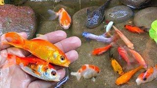 Wadidaw! Dapat ikan cupang warna warni, ikan molly balon lucu, ikan mas koki, ikan lele, ikan lemon