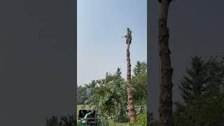  When the Top Comes Off… Watch This Wild Tree Removal! 