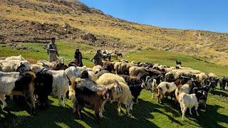 A documentary about sheep grazing in the mountains and nature | documentary about the nomadic life