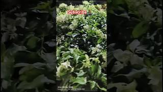 Beautiful plants  🪴|| #garden #plants #shorts #nature #rurallife #youtubeshorts #trending #viral