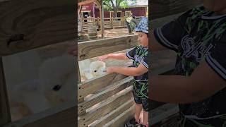 Alpaca Feeding Experience | Animal Feeding At The Zoo