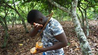 Inside My Father's 50 Acres Cocoa Farm In Ghana!