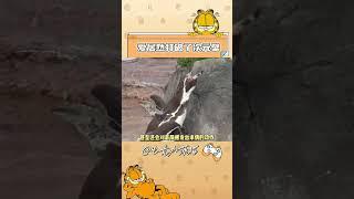 原来爱真的能打破次元壁！#二次元 #游戏 #纯爱 #企鹅 #次元壁