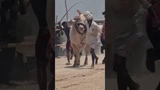 Karnataka state Chandrabanda bulls race-bulls videos-cattle race videos-oxen race-bulls-ox videos-ox