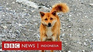 Kembalinya anjing bernyanyi Papua setelah dianggap punah puluhan tahun - BBC News Indonesia