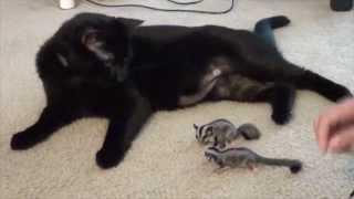 Cat Vs Sugar Glider Babies (cute and funny!)