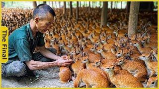 Mouse Deer Asia! How Vietnamese Farmers Raise Thousands of Mouse Deer | Farming Documentary