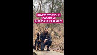 How To Stop Your Dog From Incessantly Barking!