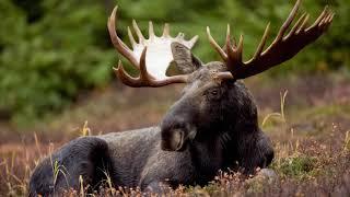 2 Hours Moose Sounds Effect