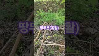 배짱좋은 사람들만 먹을수 있는 이 나물과 먓있는 땅두릅