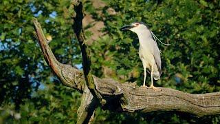 European birds – Black-crowned night heron (Nycticorax nycticorax)