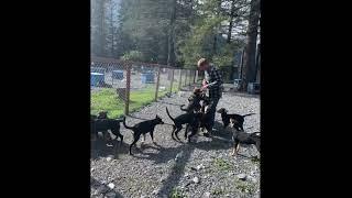 Fall Sled Dog Training for Iditarod 2020