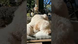 Dogs basking in the sun #dogshorts #doglover #dogs #puppy #tiktok #youtubeshorts