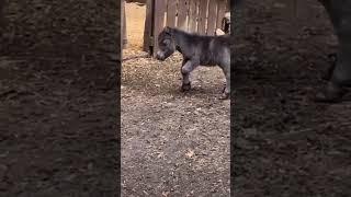 Adorable Little Horse: Playful Moments of Cuteness #shorts