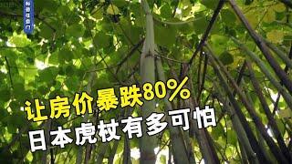 让房价暴跌80%%，入侵英国的植物日本虎杖，破坏力有多强？【科普任意门】