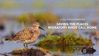 A Call for Cooperation - Saving the Places Migratory Birds Call Home