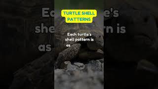 Decoding Turtle Shell Patterns: Pet Theory, Fun Facts, and Care Insights