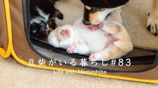 【ママデビュー】3匹の豆柴子犬と新生活がはじまる