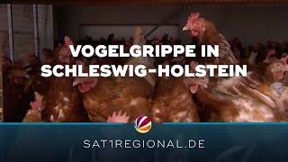 Vogelgrippe in Schleswig-Holstein nachgewiesen