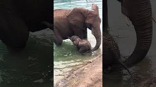 Jabari the Baby Elephant's First Swim