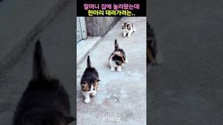 할머지 집에 놀러갔는데 한마디 데려가려는..