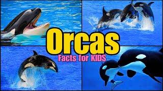 Discover the Fascinating World of Orcas! (FACTS FOR KIDS)