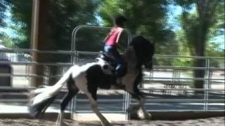 Pinto Friesian stallion PETER in Cali