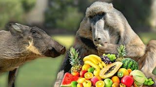 Putting It To The Test - Will Cindy The Baboon Share Her Food?