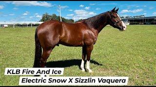 Horse For Sale | KB Fire and Ice Electric Snow X Sizzlin Vaquera