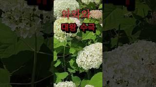 ️ 김용빈️금수저️ 그대 만나러 가는길은 꽃길입니다