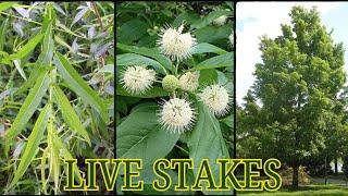 Live Stakes - TN Nursery