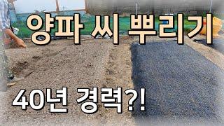 [양파] 40년 경력?! 노지 양파 씨 뿌리기 (노지 양파 모종 키우기) / 양파 씨앗 파종 방법, 파종 시기 - 농사일기