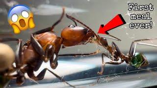 Unboxing My New Super Rare Ant Colony! | The Prettiest Ants I've Ever Owned