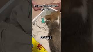 Забавные Корги Вельш Пемброк / Корги Микка 2 месяца #коргипемброк #забавныеживотные #funnyanimals