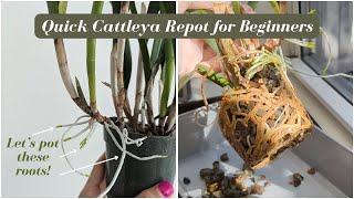 Easy Indoor Orchid Repotting: Beginners' Guide To Cattleya Orchids With Roots Growing Out Of The Pot